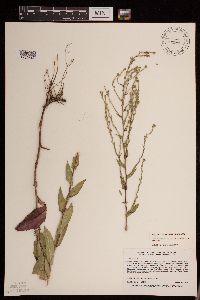 Symphyotrichum laeve var. laeve image