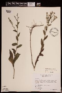 Symphyotrichum laeve var. laeve image