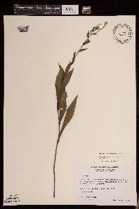 Symphyotrichum laeve var. laeve image