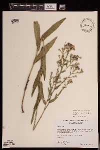 Symphyotrichum laeve var. laeve image