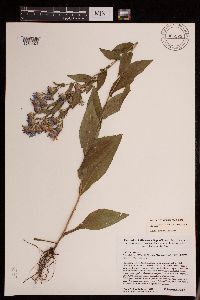 Symphyotrichum laeve var. laeve image