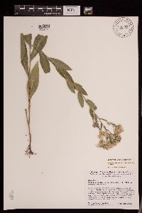 Symphyotrichum laeve var. laeve image