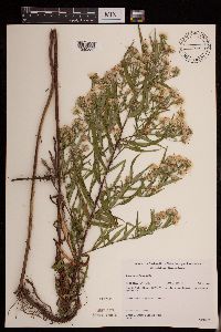 Symphyotrichum lanceolatum var. lanceolatum image