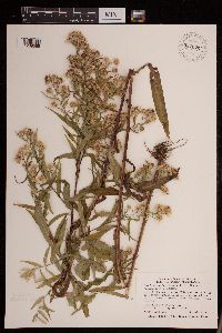 Symphyotrichum lanceolatum var. hesperium image