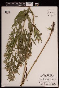 Symphyotrichum lanceolatum var. hesperium image