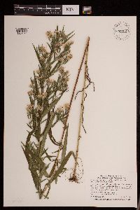 Symphyotrichum lanceolatum var. lanceolatum image