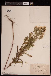 Symphyotrichum lanceolatum var. lanceolatum image