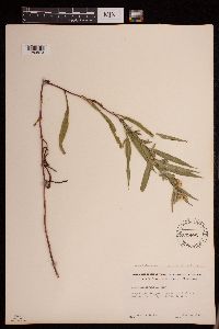 Symphyotrichum lanceolatum var. hesperium image