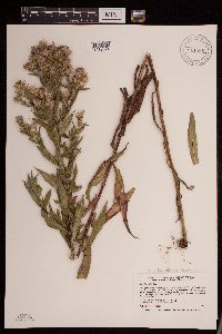 Symphyotrichum lanceolatum var. hesperium image