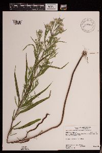 Symphyotrichum lanceolatum var. hesperium image