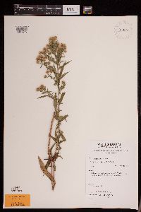 Symphyotrichum lanceolatum var. lanceolatum image