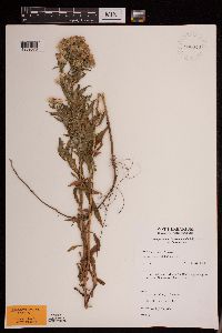 Symphyotrichum lanceolatum var. lanceolatum image