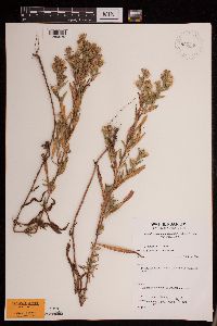 Symphyotrichum lanceolatum var. lanceolatum image