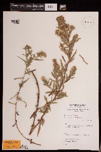 Symphyotrichum lanceolatum var. lanceolatum image