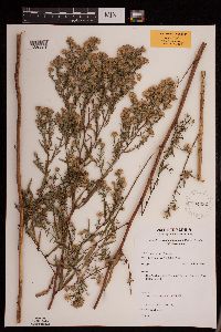 Symphyotrichum lanceolatum var. lanceolatum image