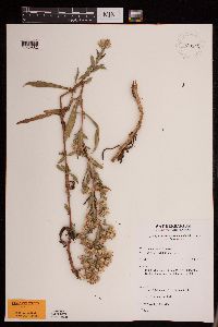 Symphyotrichum lanceolatum var. lanceolatum image