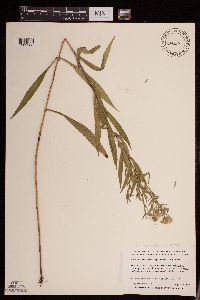 Symphyotrichum lanceolatum var. lanceolatum image
