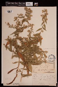 Symphyotrichum lateriflorum image