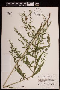 thumbnail image of current specimen