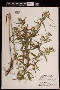 Symphyotrichum lateriflorum image