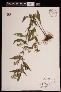 Symphyotrichum lateriflorum image