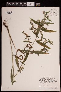 Symphyotrichum lateriflorum image