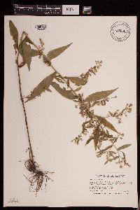 Symphyotrichum lateriflorum image