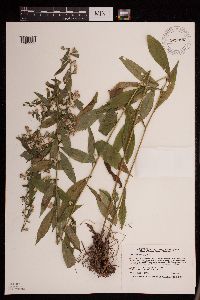 Symphyotrichum lateriflorum image