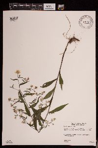 Symphyotrichum lateriflorum image
