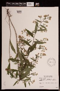 Symphyotrichum lateriflorum image