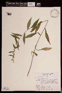 Symphyotrichum lateriflorum image