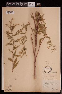 Symphyotrichum lateriflorum image