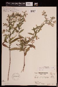 Symphyotrichum lateriflorum image