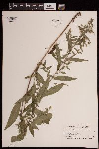 Media resource of Symphyotrichum lateriflorum