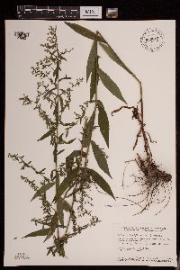 Symphyotrichum lateriflorum image