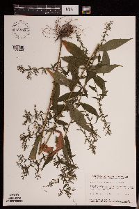 Symphyotrichum lateriflorum image