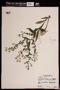Symphyotrichum lateriflorum image