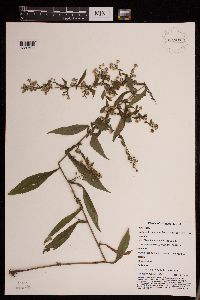Symphyotrichum lateriflorum image
