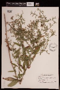 Symphyotrichum lateriflorum image