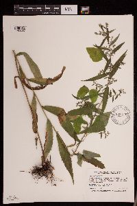 Symphyotrichum lateriflorum image