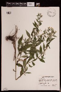 Symphyotrichum lateriflorum image