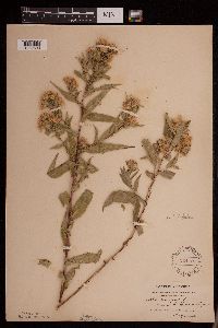 Symphyotrichum firmum image