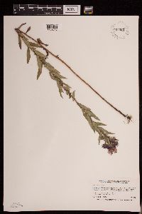 Media resource of Symphyotrichum novae-angliae