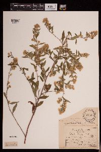 Symphyotrichum ontarionis image