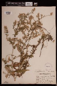 Symphyotrichum ontarionis image