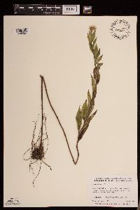 Symphyotrichum ontarionis image