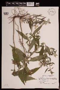 Symphyotrichum ontarionis image