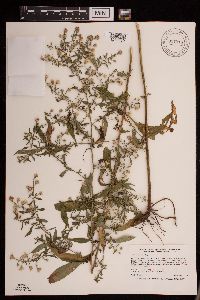 Symphyotrichum ontarionis var. ontarionis image