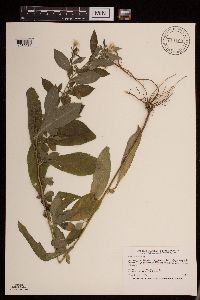 Symphyotrichum ontarionis var. ontarionis image