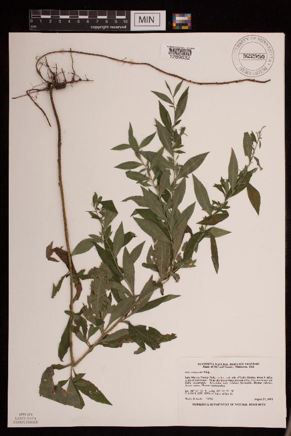 Symphyotrichum ontarionis var. ontarionis image